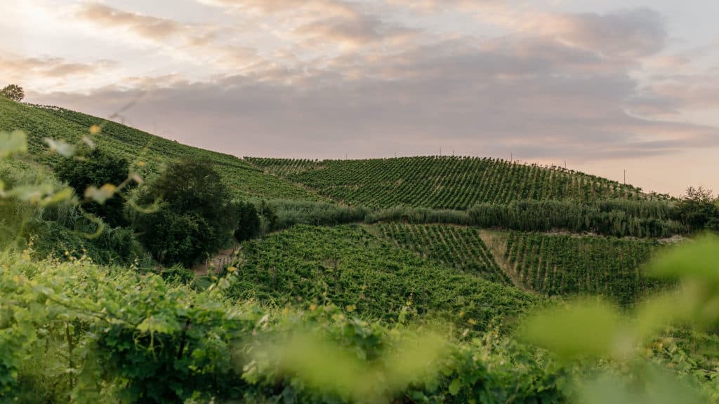 Hills of Canelli. Bosca